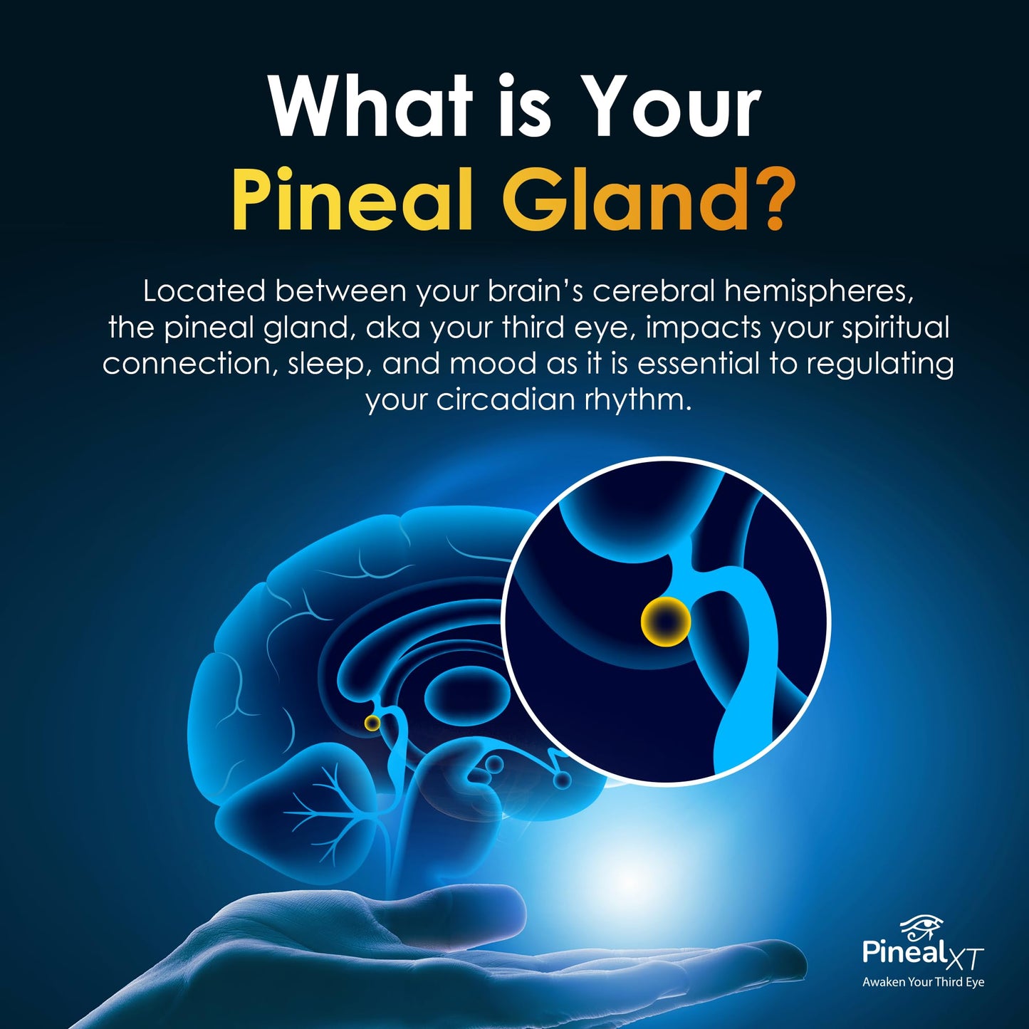 Pineal XT Gold + Pharaoh's Nectar - Pineal Gland Supplement Bundle – 24K Monoatomic Gold Ormus Drops, Pineal Gland Decalcification, Third Eye Awakening, Focus, Energy & Manifestation Nutraville buy supplements Au
