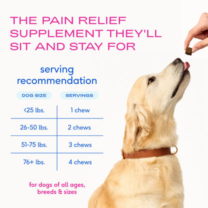 Native Pet Inflammatory Care - Pain Relief for Dogs - Green-Lipped Mussel, Turmeric & Collagen for Dogs - Hip and Joint Supplement Supports Healthy Inflammatory Response & Joint Comfort - 60 Chews Native PetBuy Supplements Australia