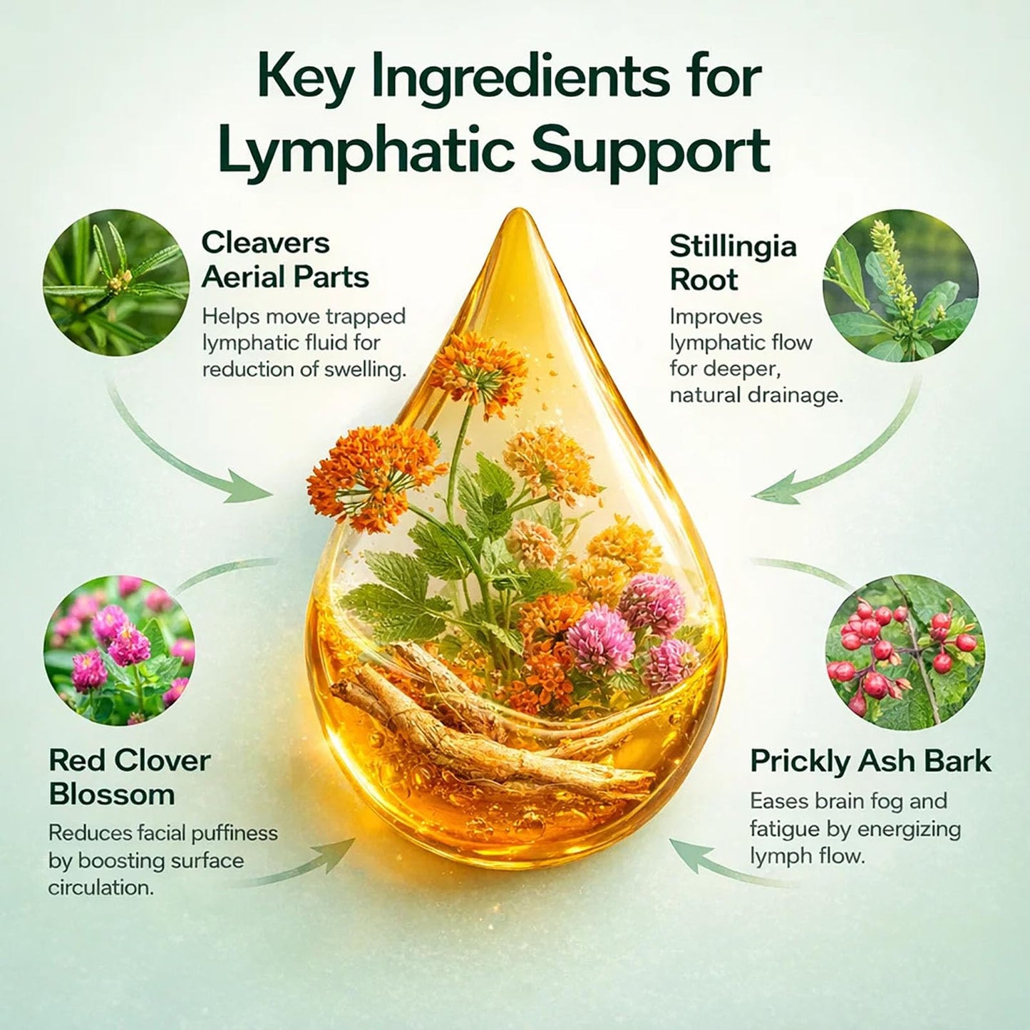 BUN BONS Lymphoria Lymphatic Drainage Wellness Drops, Natural Herbal Blend for Lymphatic System Support, Vegan & Non-GMO, 1 Fl Oz (1) (1) BUN BONS buy supplements Au