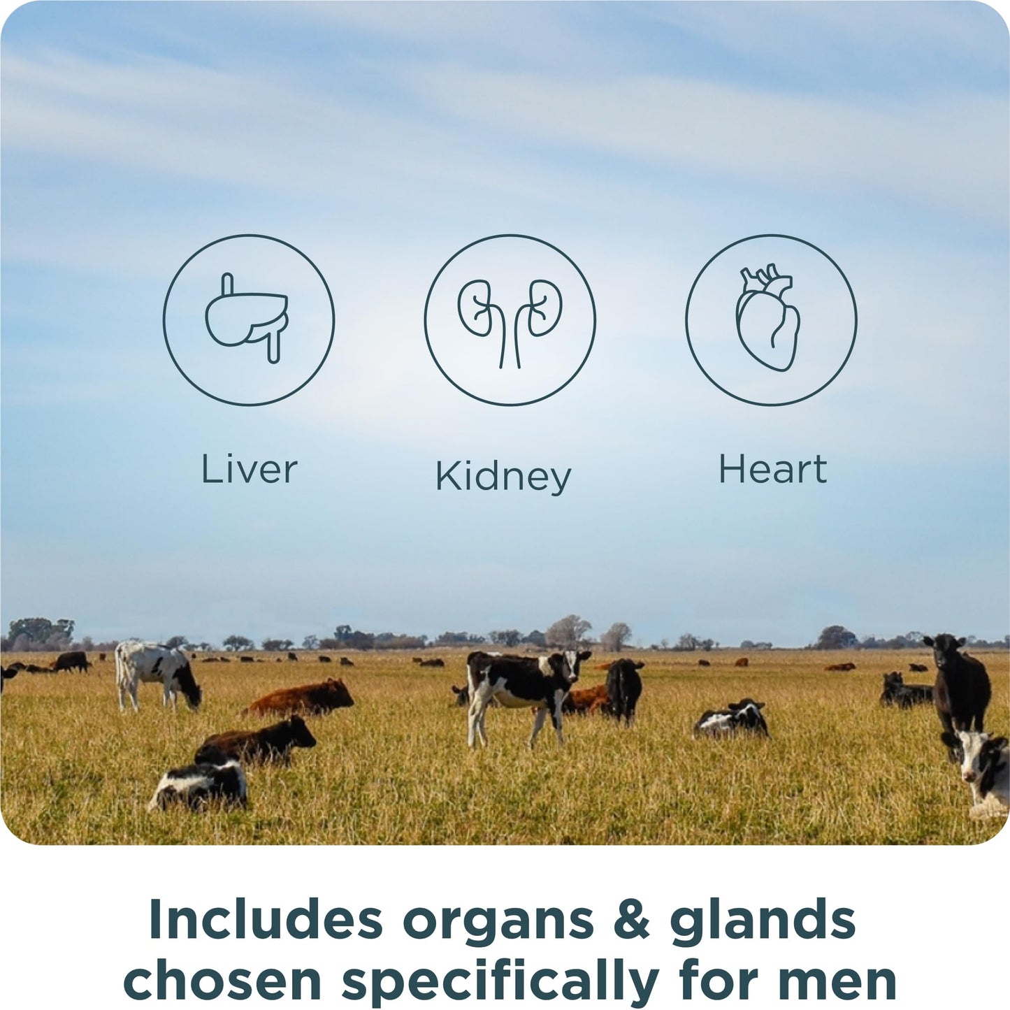 Ancient Nutrition Organ Supplements for Men, Grass-Fed and Wild Organ Complex Capsules, Liver, Prostate, Pancreas Supports Male Performance, Healthy Aging, 180 Ct Ancient NutritionBuy Supplements Australia