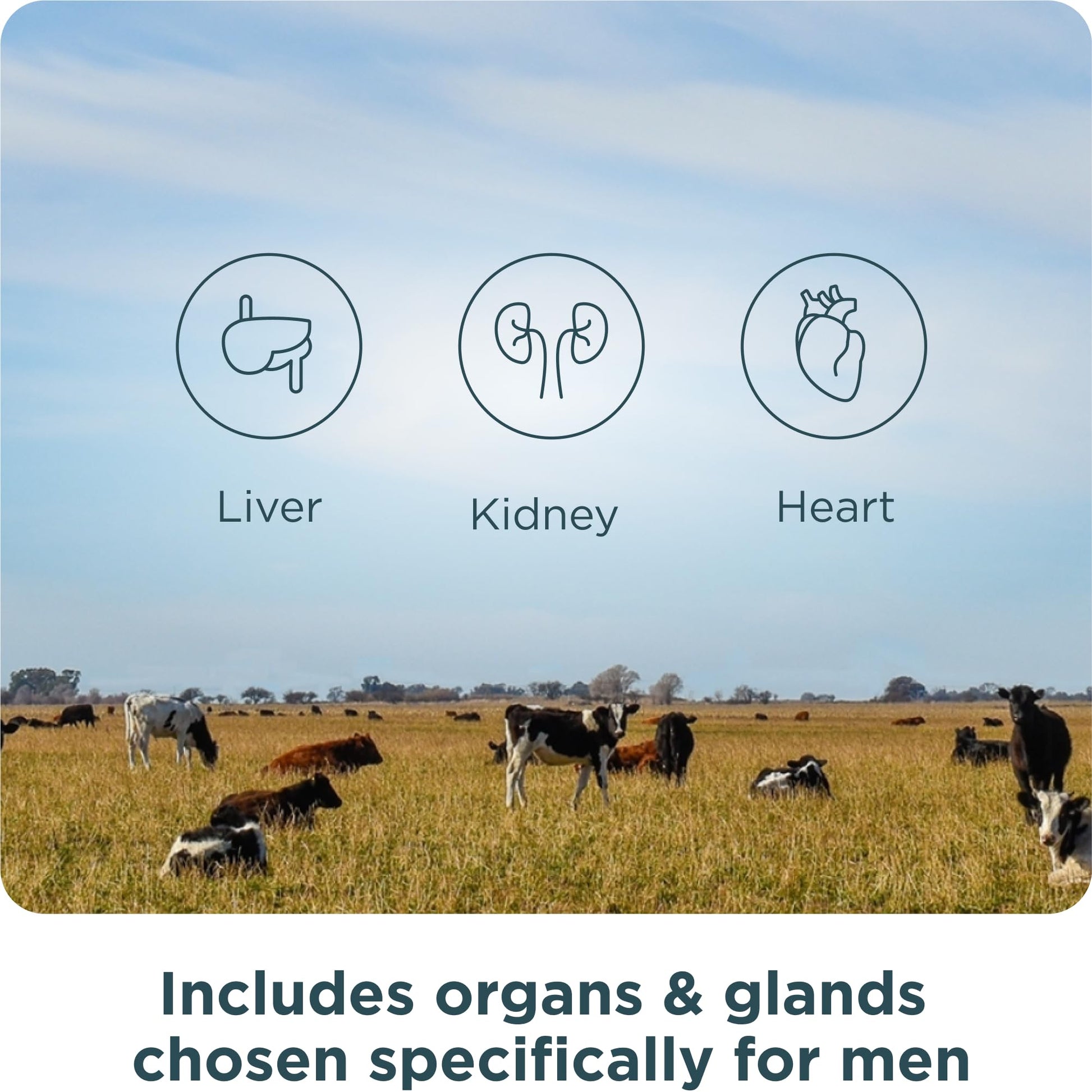 Ancient Nutrition Organ Supplements for Men, Grass-Fed and Wild Organ Complex Capsules, Liver, Prostate, Pancreas Supports Male Performance, Healthy Aging, 180 Ct Ancient NutritionBuy Supplements Australia