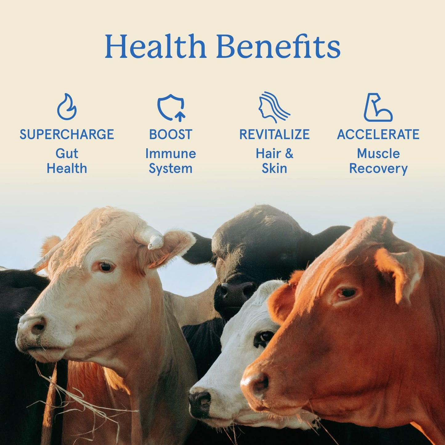 Equip Foods Core Bovine Colostrum Gummies, Delicious 1g Per Seving Grass Fed Colostrum Supplement - Gut Health, Immunity, Recovery, Hair & Skin - 60 Bovine Colostrum Gummies,