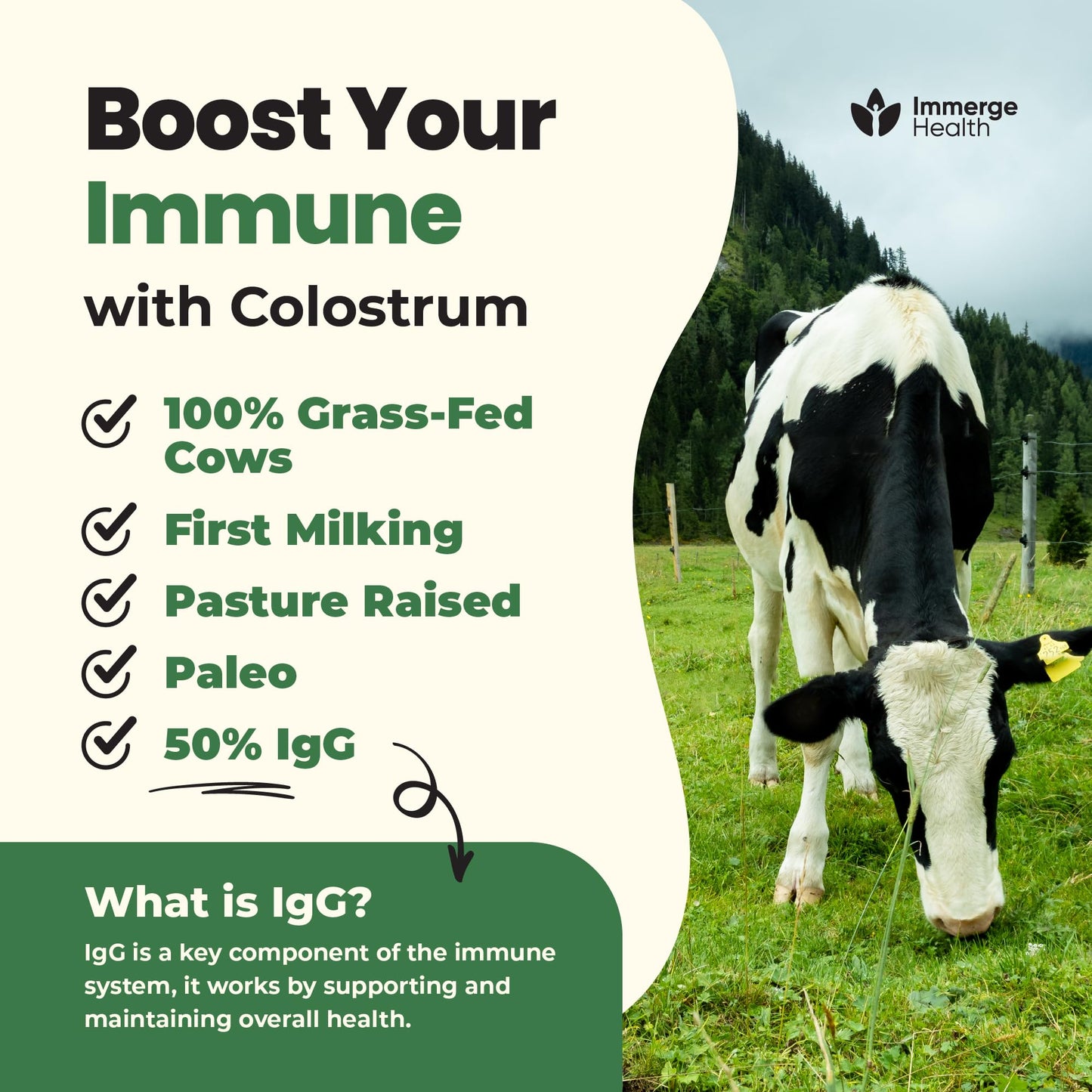 Immerge Health Super Colostrum Powder (60 Servings) – Premium Bovine Colostrum Supplement for Gut Health, Bloating & Immune Support – High IgG, 100% Grass Fed