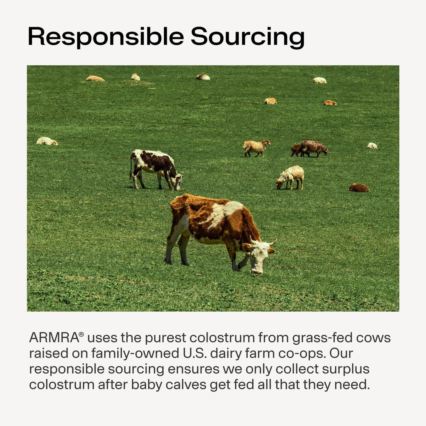 ARMRA Colostrum Powder | Arctic Chai | Gut Health & Bloating | Skin & Hair | Immunity | Keto, Gluten & Fat-Free | 30 Servings