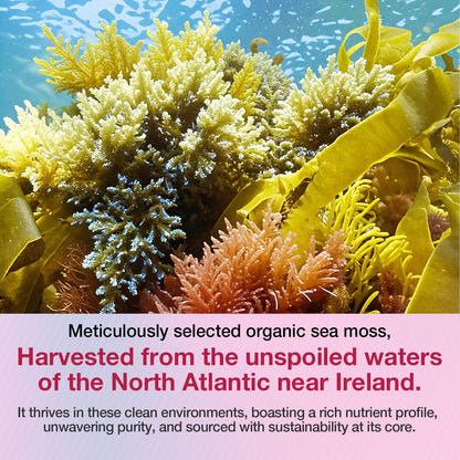 MSLOTAL Irish Sea Moss Gummies with Ashwagandha Bladderwrack and Burdock Root - Natural Irish Seamoss Supplement for Thyroid, Energy, Immune Support - 60 Vegan Gummy MSLOTAL buy supplements Au
