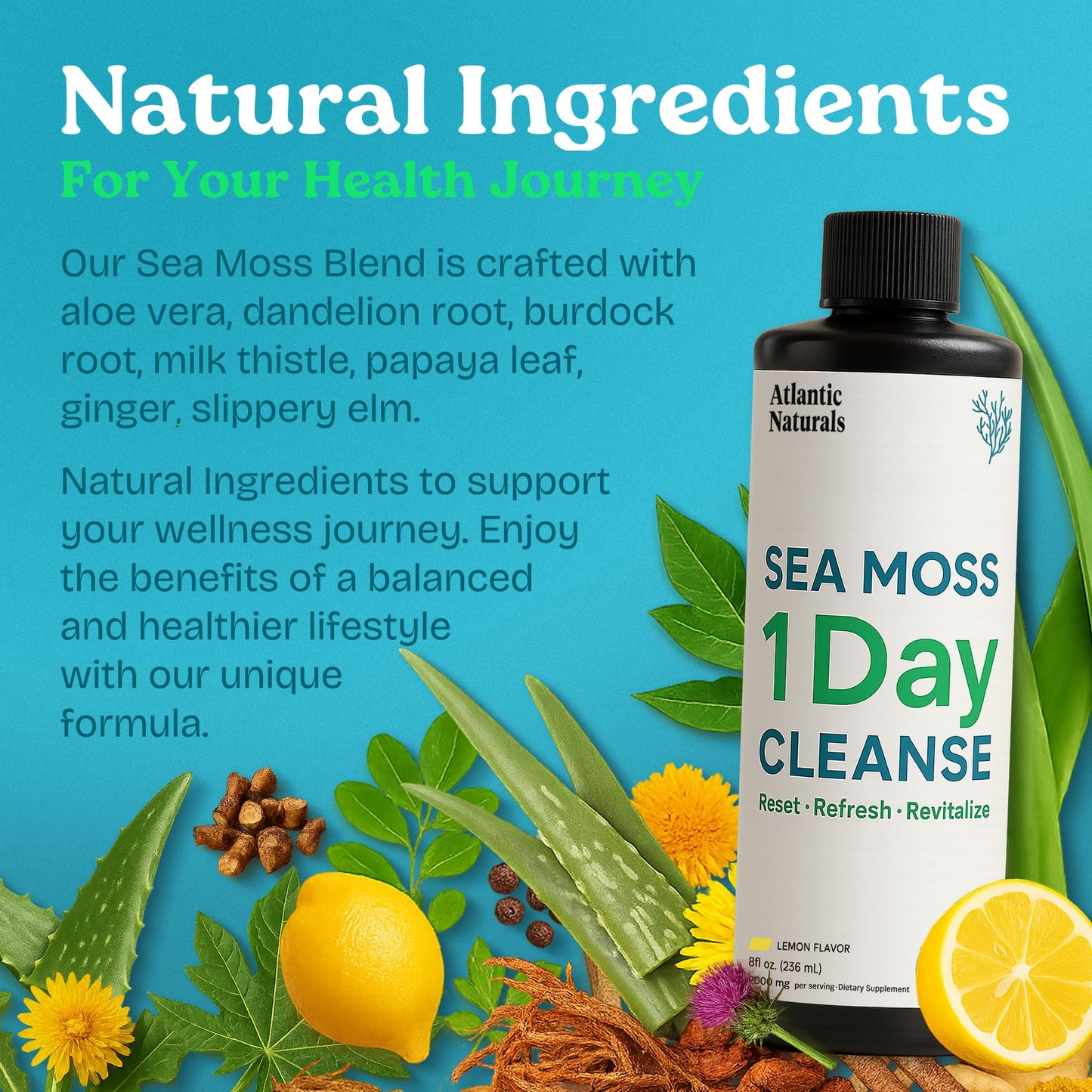 Atlantic Naturals - 1 Day Colon Cleanse Full Body Detox Drink - Sea Moss Supplement for Women & Men, Gut Health, Kidney & Liver Immune Energy Enhancer