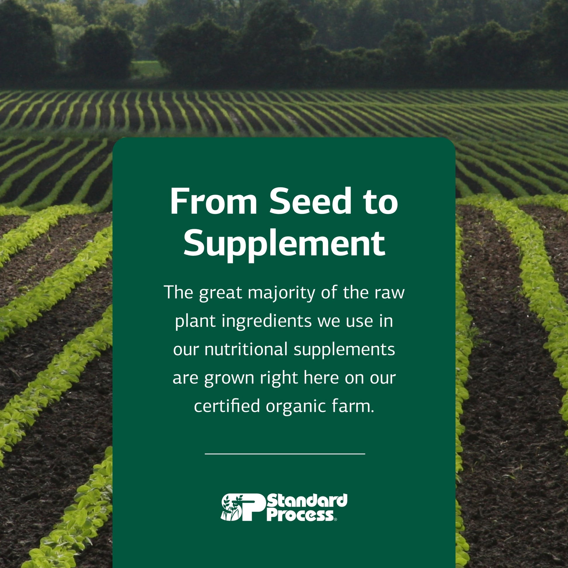 Standard Process Renafood - Supports Healthy Kidney Function & Antioxidant Activity - Contains Vitamins A - Non-Soy - 180 Tablets Standard Process Inc.Buy Supplements Australia