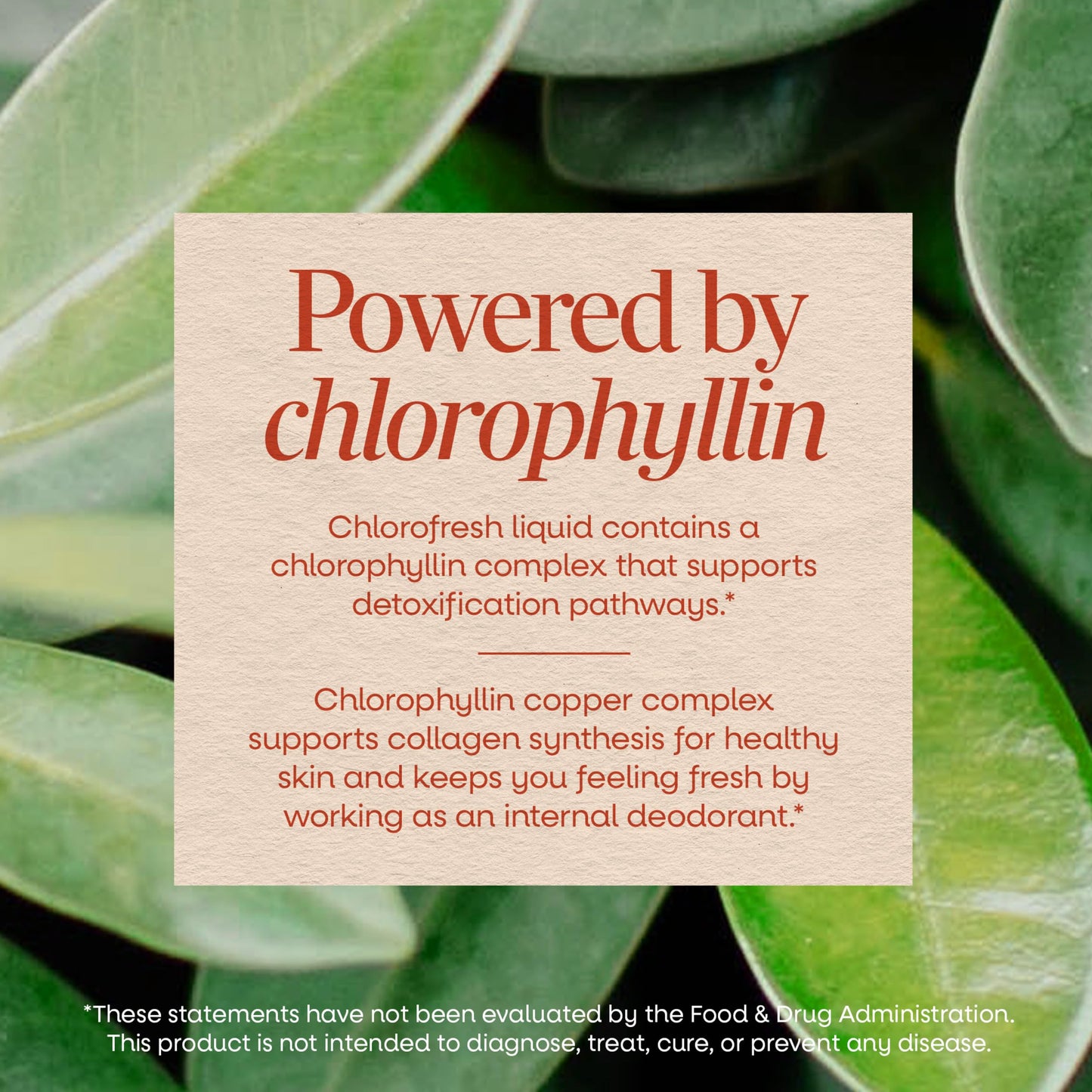 Nature's Way Chlorofresh Liquid Chlorophyll, Chlorophyllin Copper Complex, Internal Deodorant Supplement, Supports Healthy